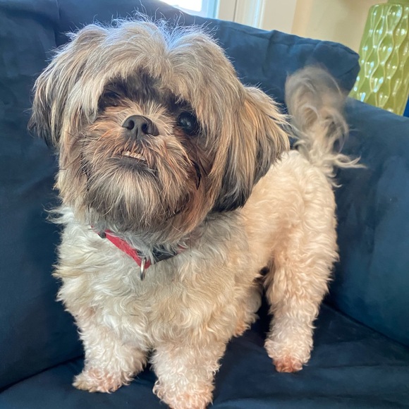 Meet your Posher, Diana - Picture 13 of 17